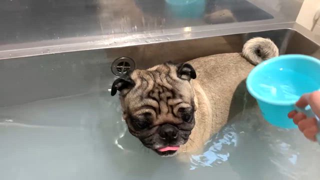 【本日のお客様】ブンくん【パグ】の記事動画