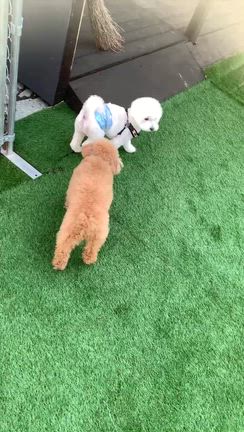 【本日のお客様】もちくん【ミックス犬】の記事動画
