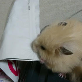 よーこーせー。#41の画像