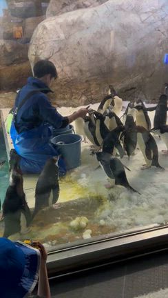 Babyちゃんと一緒に白浜旅行①の記事動画