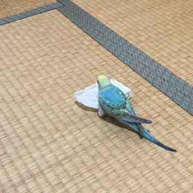 パニック2‼️~ひっくりカエル？~の画像