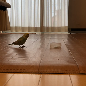 インコ匠　徒歩編♀️の画像