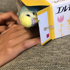 エルモアインコの画像