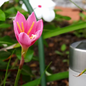サフランモドキの開花(タイムラプス)の画像