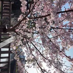 しずおかの画像