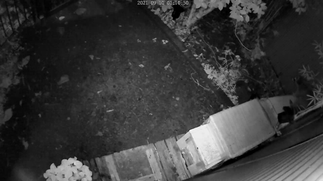 野良猫ちゃんの子供たちは恐ろしい目に遭いながらも１歳になりました！の記事動画
