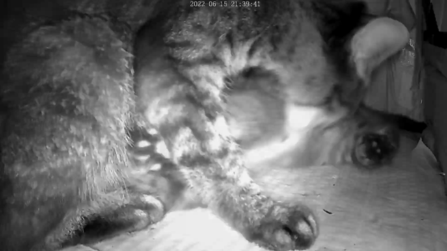 お母さんと逸れた子猫ちゃんが１ヵ月ぶりに感動の再会!!の記事動画
