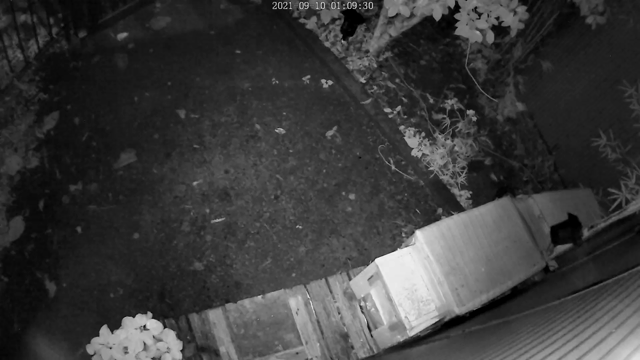 野良猫ちゃんの子供たちは恐ろしい目に遭いながらも１歳になりました！の記事動画