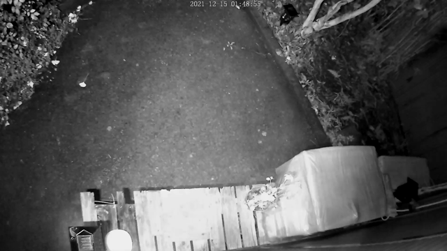 野良猫ちゃんの子供たちは恐ろしい目に遭いながらも１歳になりました！の記事動画