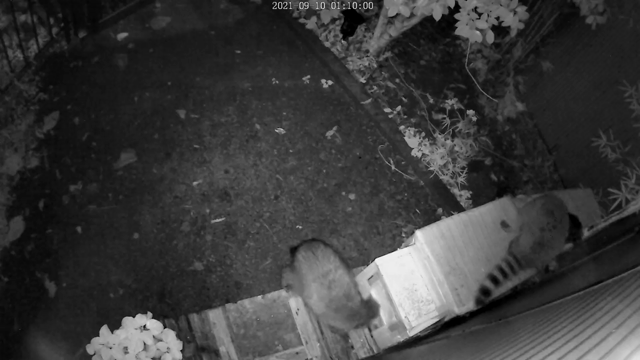 野良猫ちゃんの子供たちは恐ろしい目に遭いながらも１歳になりました！の記事動画