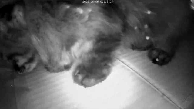 何やら凄むものが野良猫ちゃん家族の廃墟に!!の記事動画