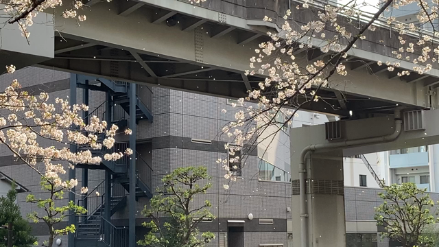 桜舞うの記事動画
