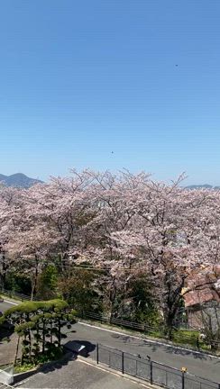 お花見の記事動画