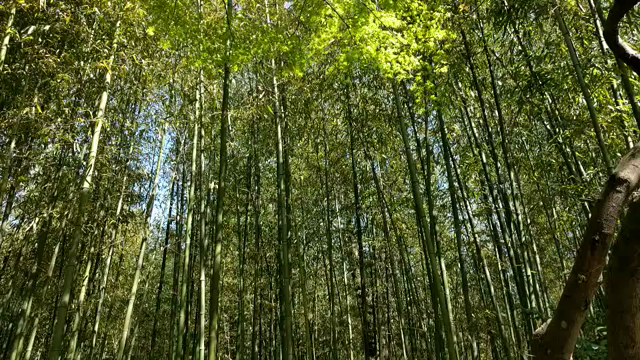 牡丹園と化石館の記事動画