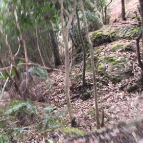 オパール叩きに行ったら(p_-)の画像