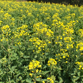 仕事サボって菜の花〜(((((っ*´_⊃｀)っの画像