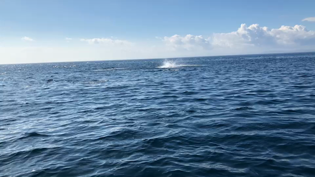 紋別 イルカツアーの記事動画