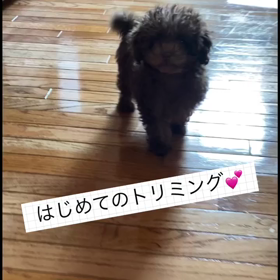 動画編集セミナーうけてみました！の画像