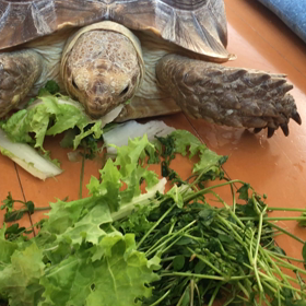 良き　食べっぷり！の画像