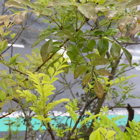 雨の日は雨を楽しむ♪の画像