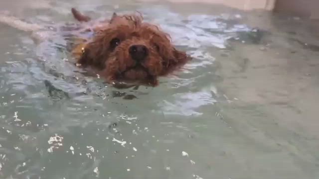 しっかり泳いできましたの記事動画