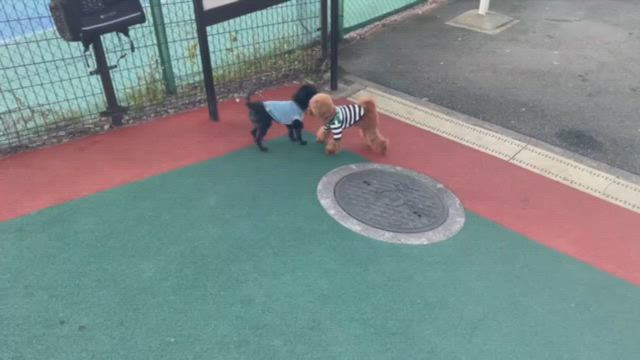 めろ、ドッグランでの様子の記事動画