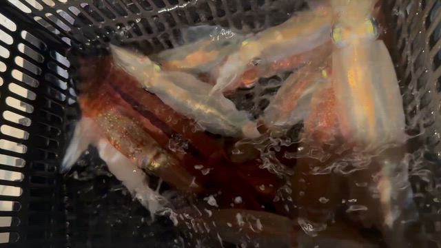 ６月１５日(月)イカメタル便の記事動画
