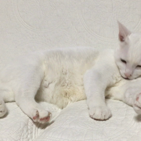 猫あるあるあるの画像