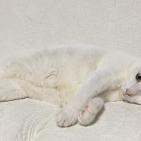 猫のふみふみという歌の画像