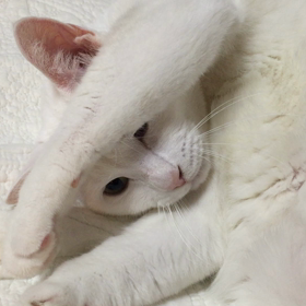 ご機嫌シーちゃんの画像