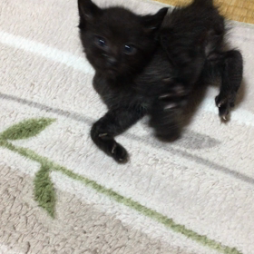生まれつき手も足も悪くでも精一杯生きている天心の画像