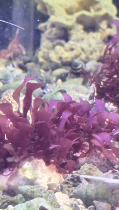 自然な海を楽しみたい方へ 海藻水槽という選択の記事動画