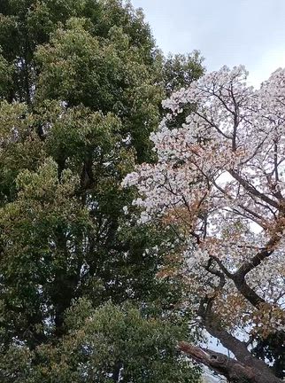 再投稿  雑談沢山(笑)とアダムス「地球はせますぎる」2000回ご視聴_(._.)_の記事動画
