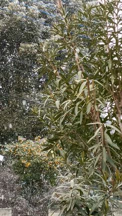 雪が降ってるの記事動画