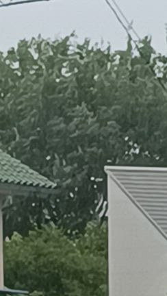 一人暮らしと台風の記事動画