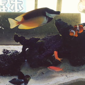 接骨院の癒し達の画像