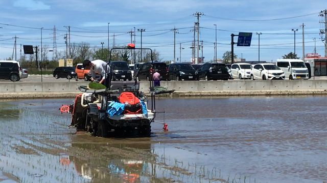 GWは田植えウィークの記事動画