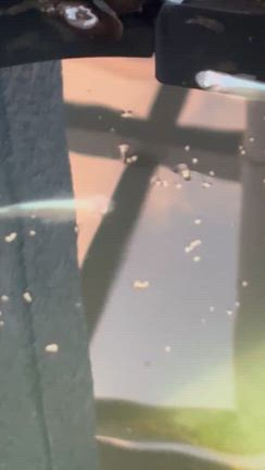 本日はの記事動画