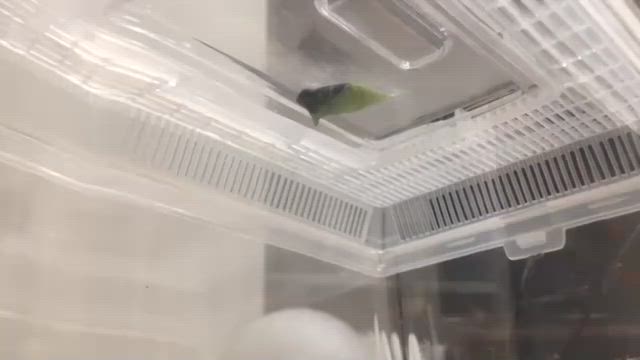 しゅん…がシュン！に変わった瞬間の記事動画
