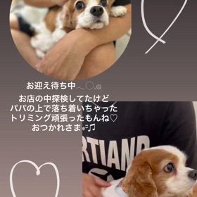 サマーカットの画像