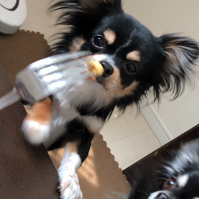 ワンコ達と朝ごはんの画像