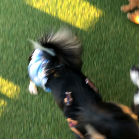 ドッグランの画像