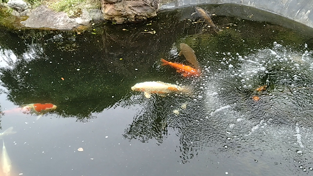 錦鯉のいるカフェ♪の記事動画