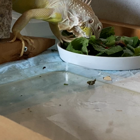 アルビノイグアナ　給餌編の画像
