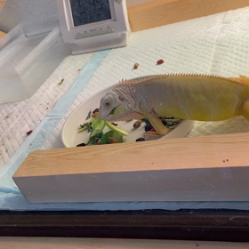 アルビノイグアナの画像