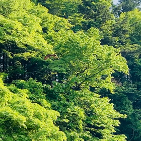 五月晴れ❣️の画像