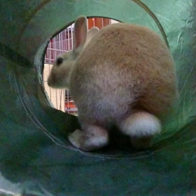 今日の小梅ちゃんの画像