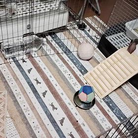 今日のあお君の画像