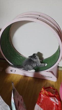 近日お引渡しの子猫たち＆オーナー様よりの記事動画