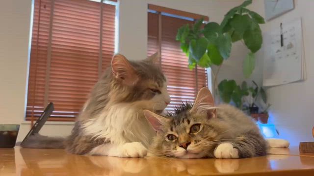 明日のお引渡し＆オーナーさまよりの記事動画